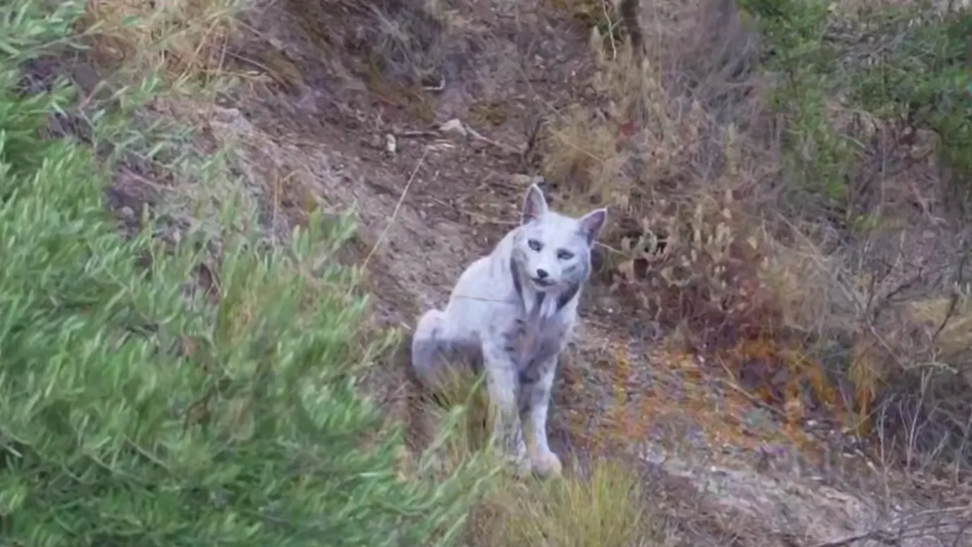 Как мифическое животное: появилось видео пиренейской рыси с редкой мутацией
