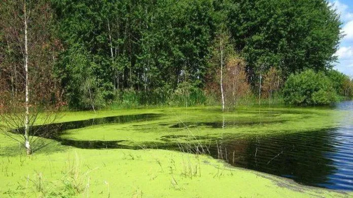Власти Подольска объяснили, почему река Петрица стала зеленой