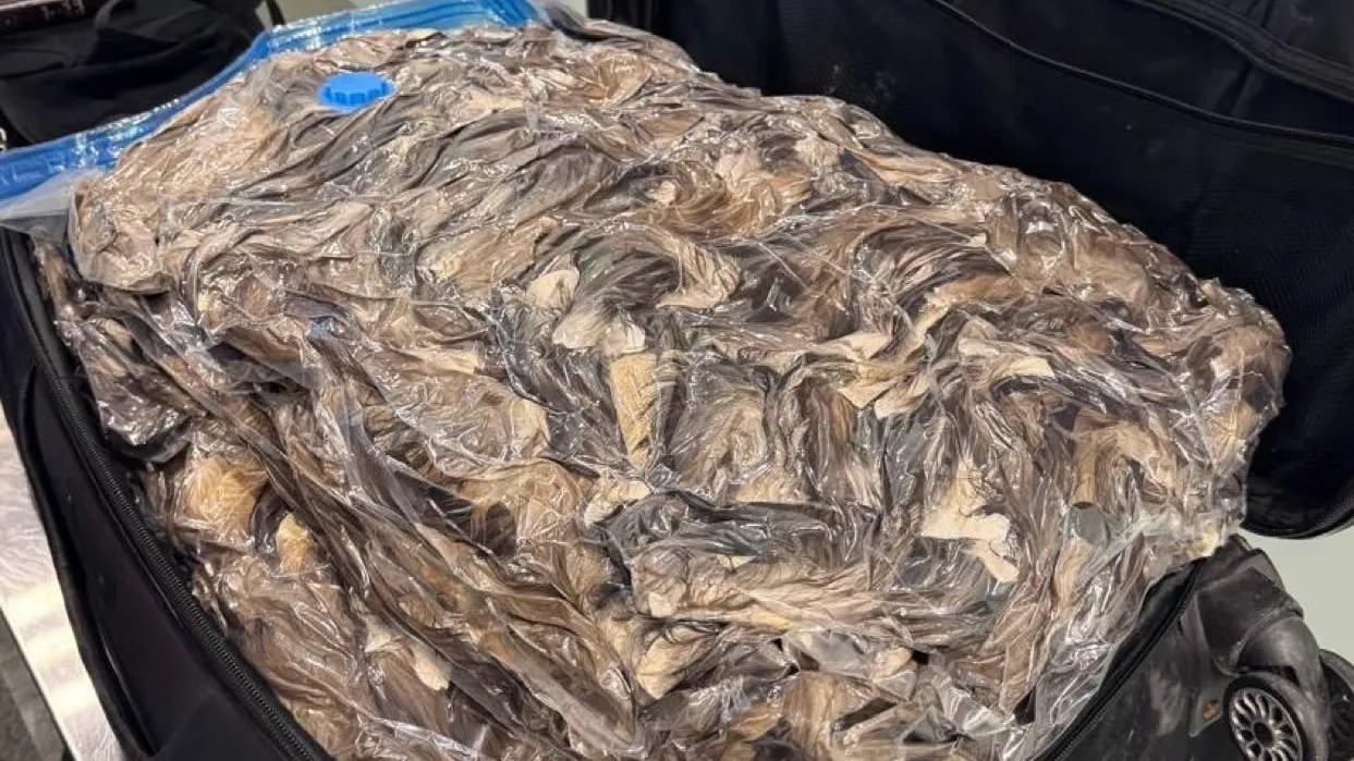 Иностранец пытался вывезти из России 7 тыс хвостов куницы