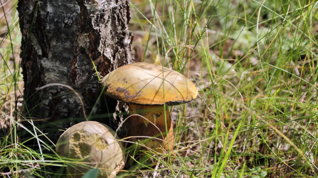 Ноябрьский грибной бум начался после дождей в Подмосковье