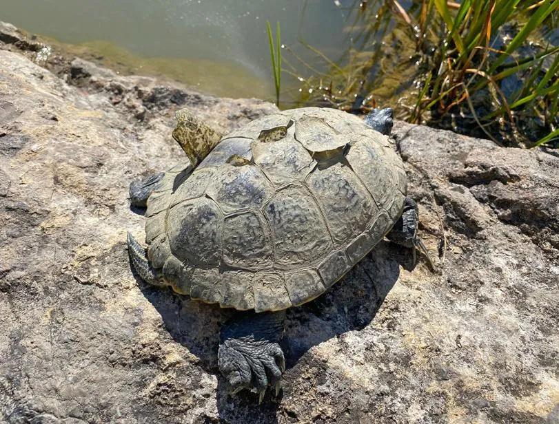 Мария Кылосова / Фотобанк Лори