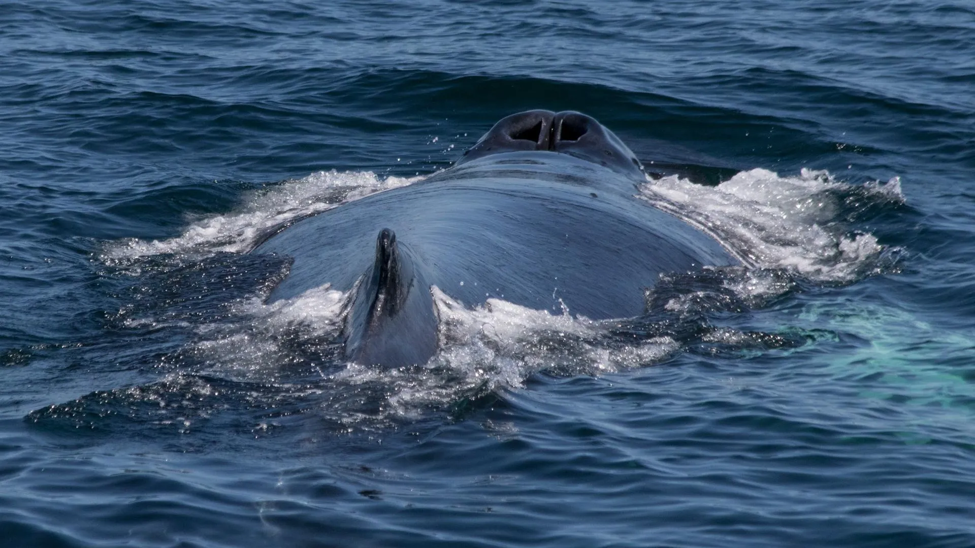 Ничему жизнь не учит: спасенный накануне кит снова застрял в Балтийском море