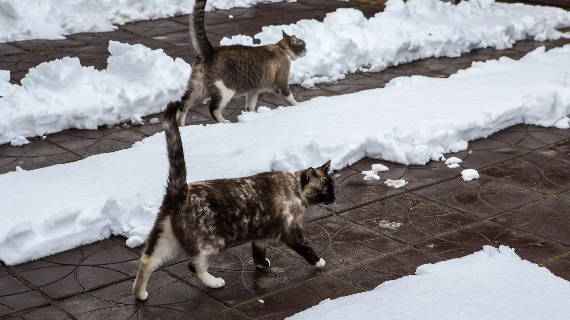 Сугробы высотой до 5 см могут образоваться в Московском регионе на следующей неделе