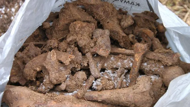Поисковики из Подольска подняли останки 16 красноармейцев в Новгородской области