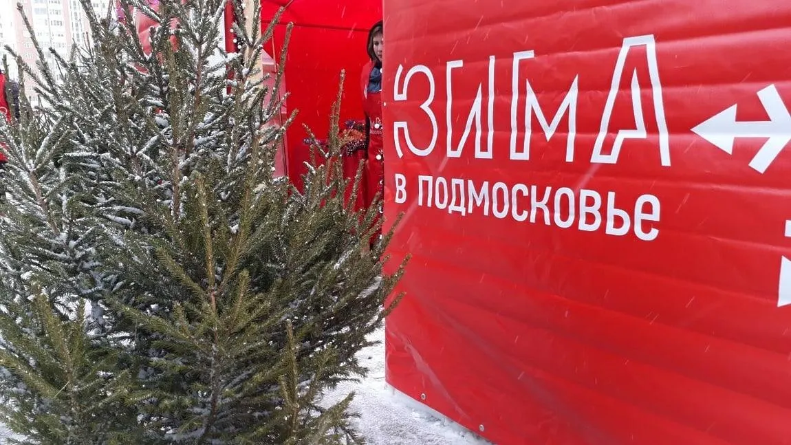В Королеве начали работать 13 елочных базаров