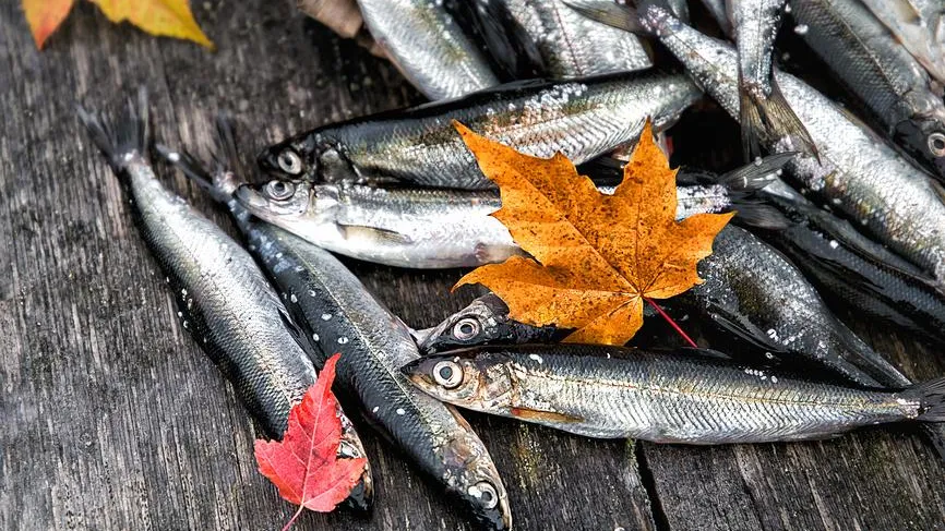 13 наименований рыбы и морепродуктов: как изменились цены за год