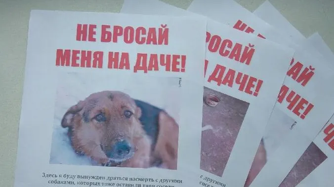 Волонтеры призвали жителей Подольска не бросать животных на дачах