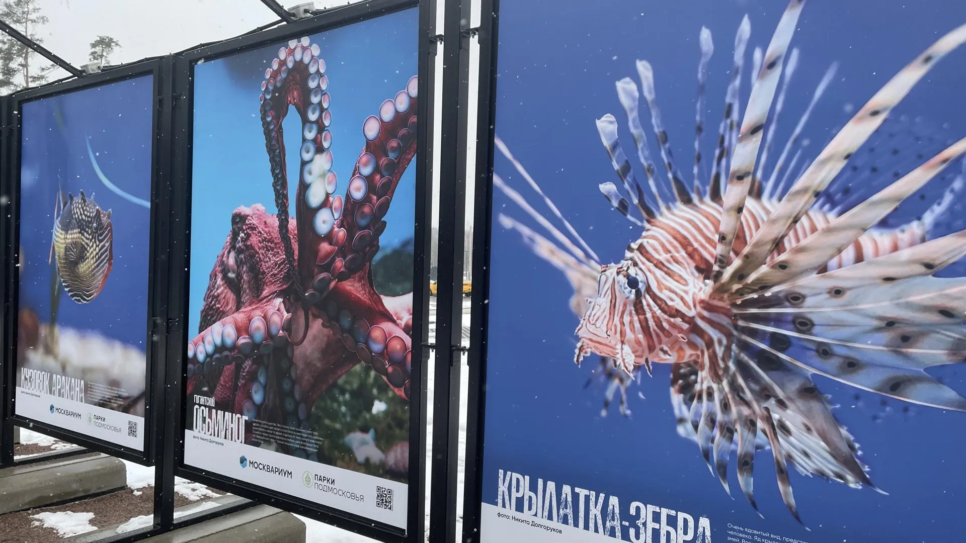 Снимки обитателей мирового океана можно увидеть в парке Малевича в Одинцовском округе