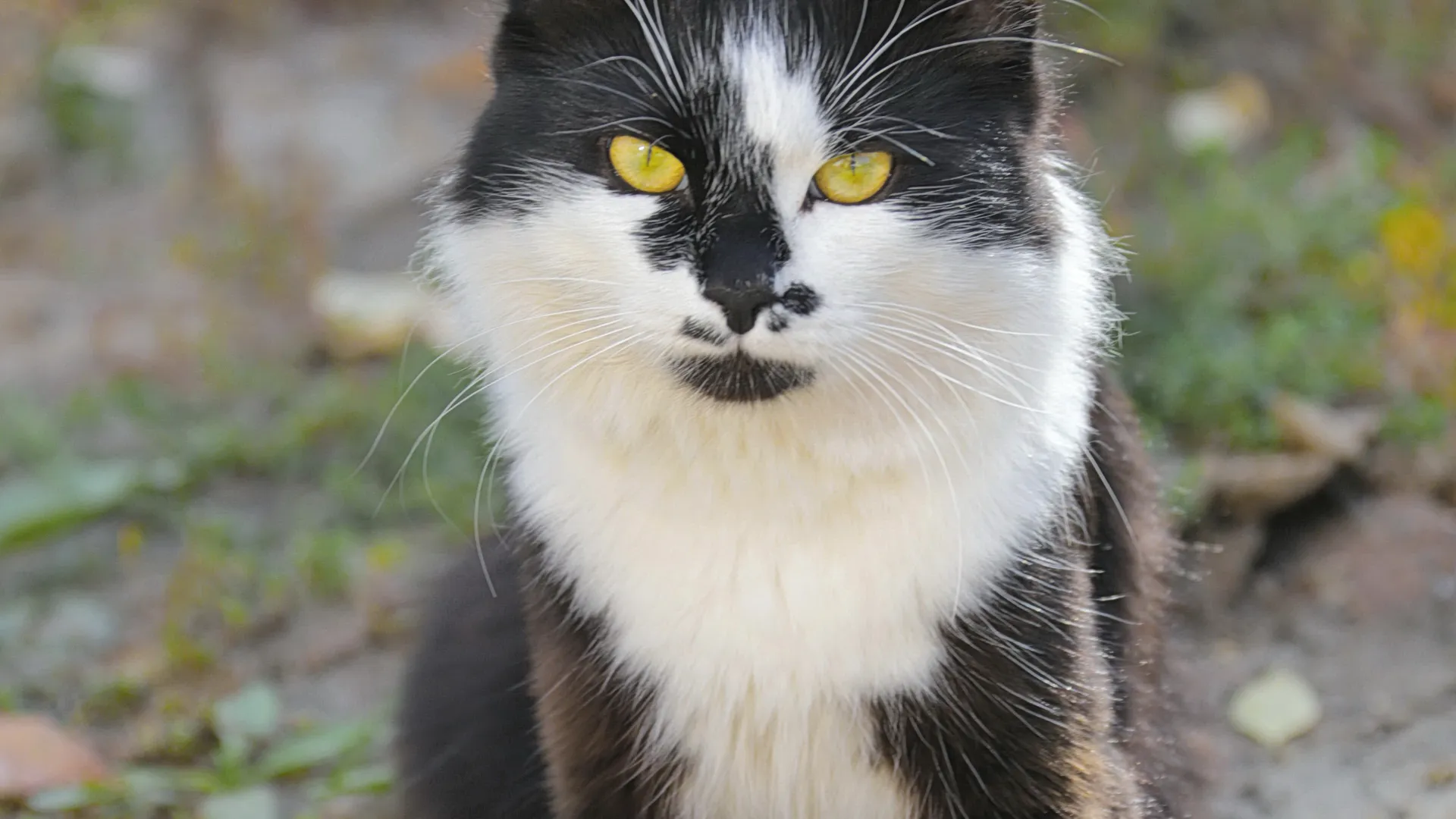 Кошка