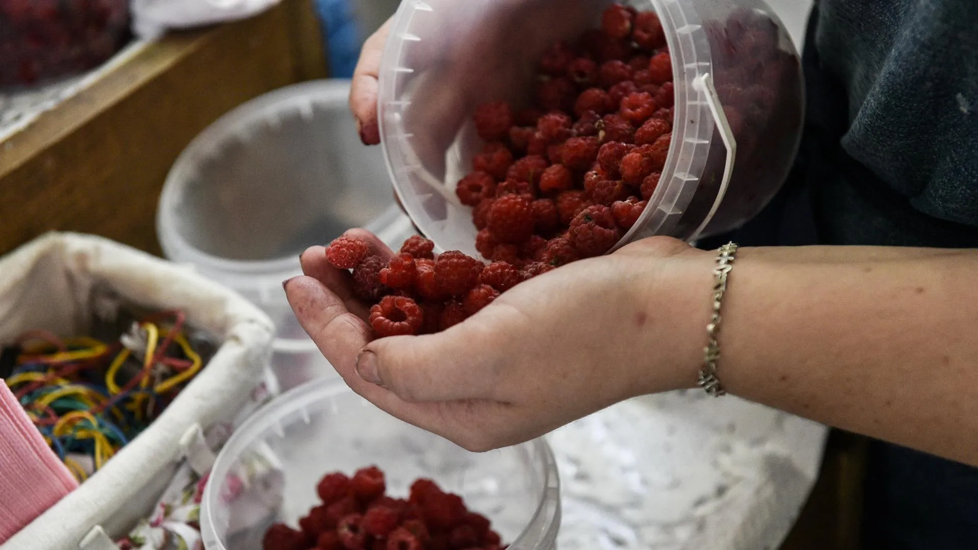 Сезон малины начался в лесах Подмосковья