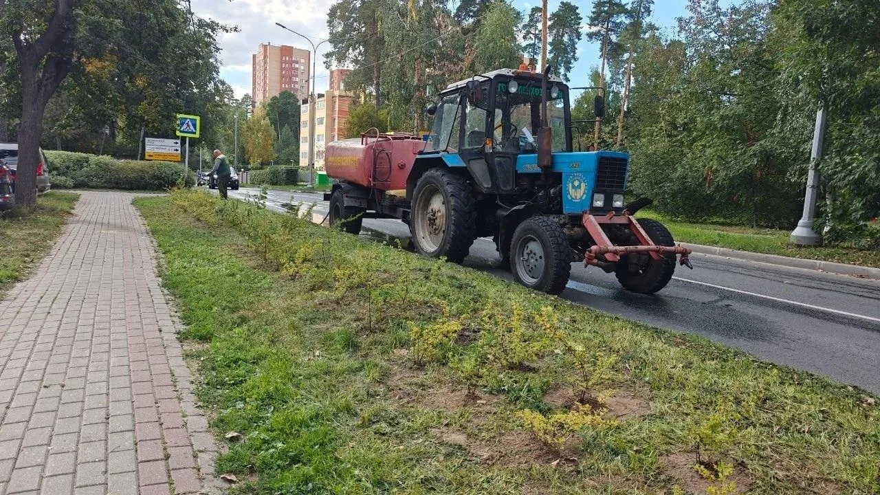 В Королеве 26 сентября высадят деревья и кустарники в сквере Болшева