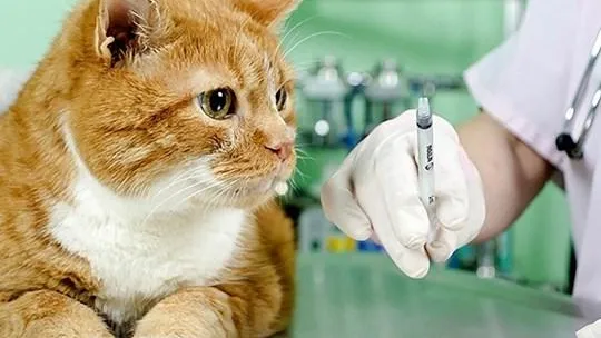 Владельцы домашних животных Люберец могут вакцинировать их от бешенства 28 февраля