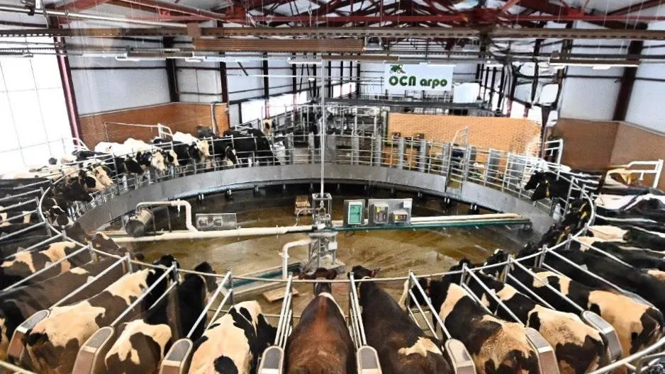 Подмосковный агрохолдинг вошел в топ-30 самых эффективных молочных хозяйств России