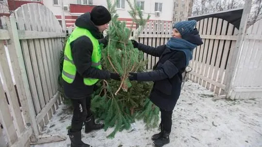 Три пункта приема на переработку новогодних елей заработают в Балашихе 15 января