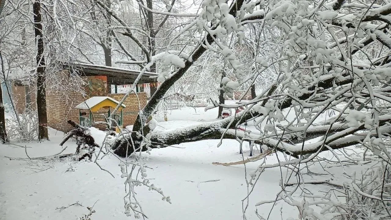 7 человек получили травмы из-за падения деревьев в Подмосковье за двое суток