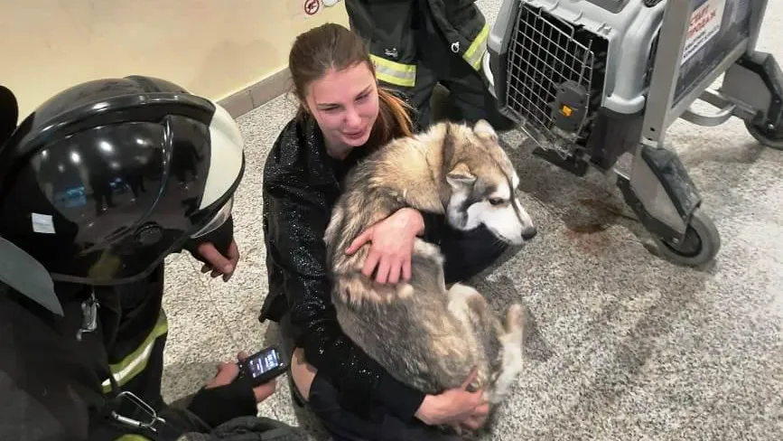 Спасатели Подольска освободили застрявшую в клетке во время перелета на самолете собаку