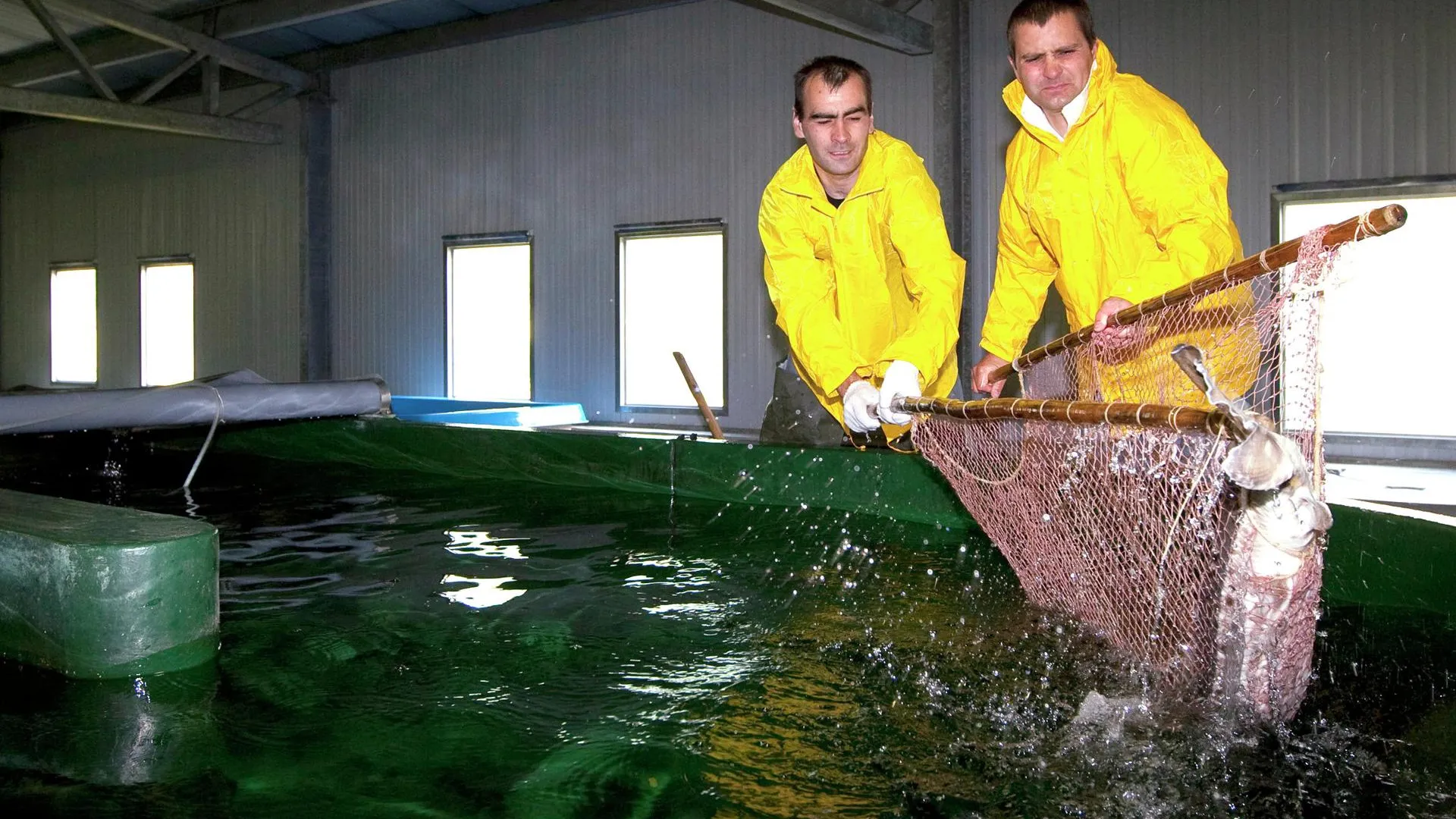 На заводе по производству рыбной продукции в Подольске создадут более 200 рабочих мест