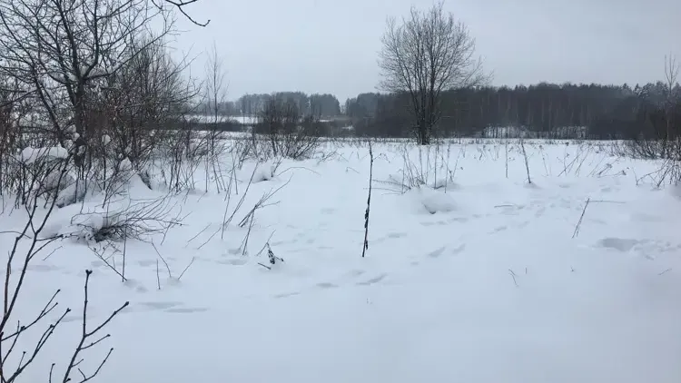 В Подмосковье за неделю провели 100 земельных аукционов