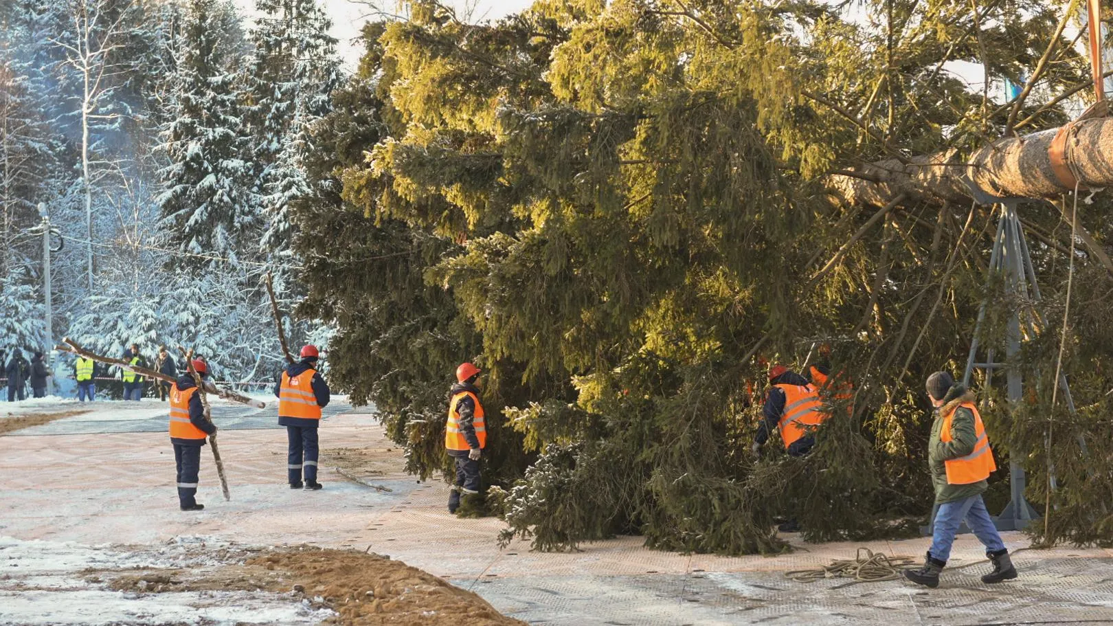 Главную новогоднюю елку страны привезут из Подмосковья в Кремль во вторник