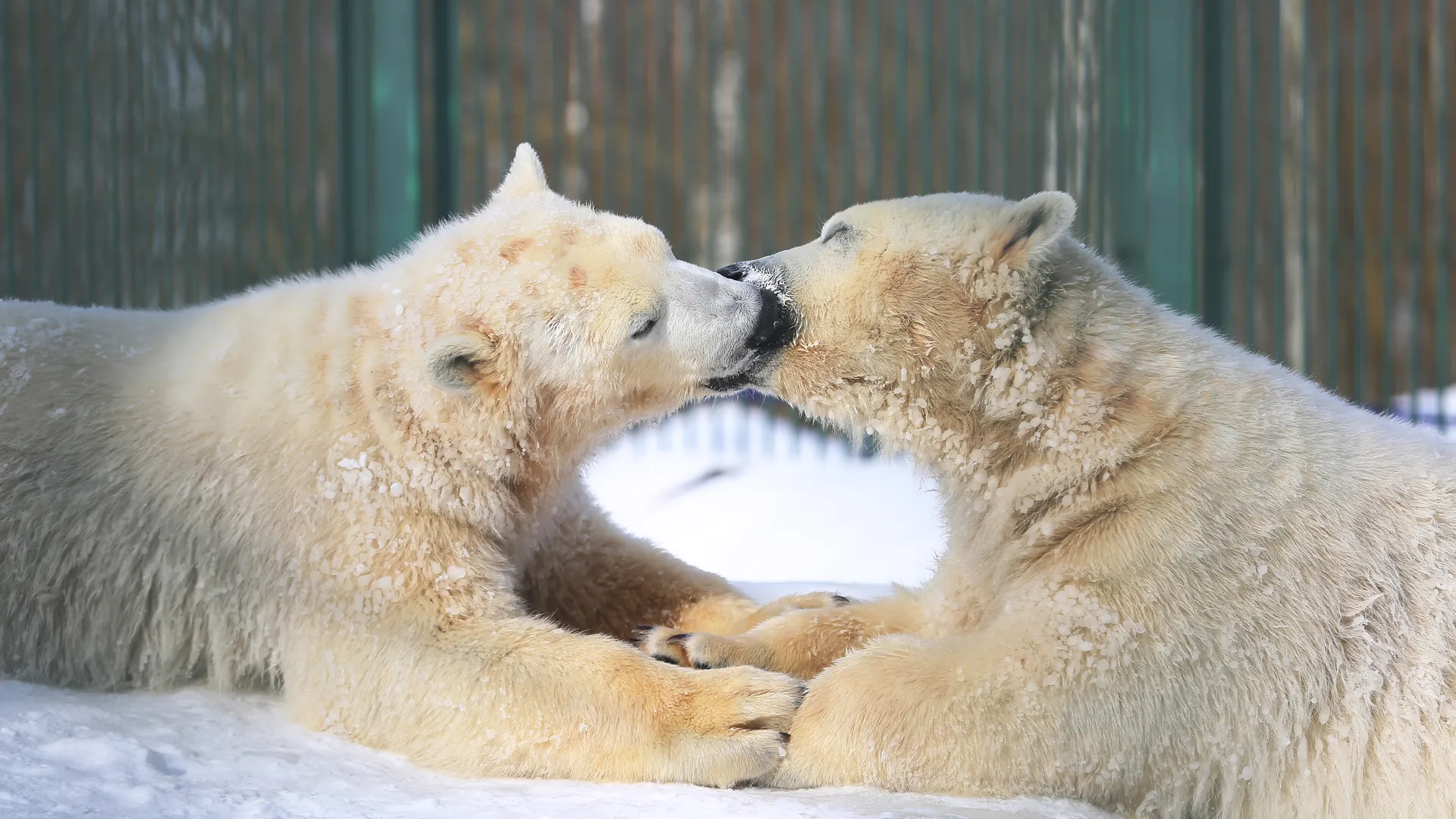 Светлана Радионова и Антон Устинов: совместные и параллельные инициативы Росприроднадзора и СОГАЗа по защите животных