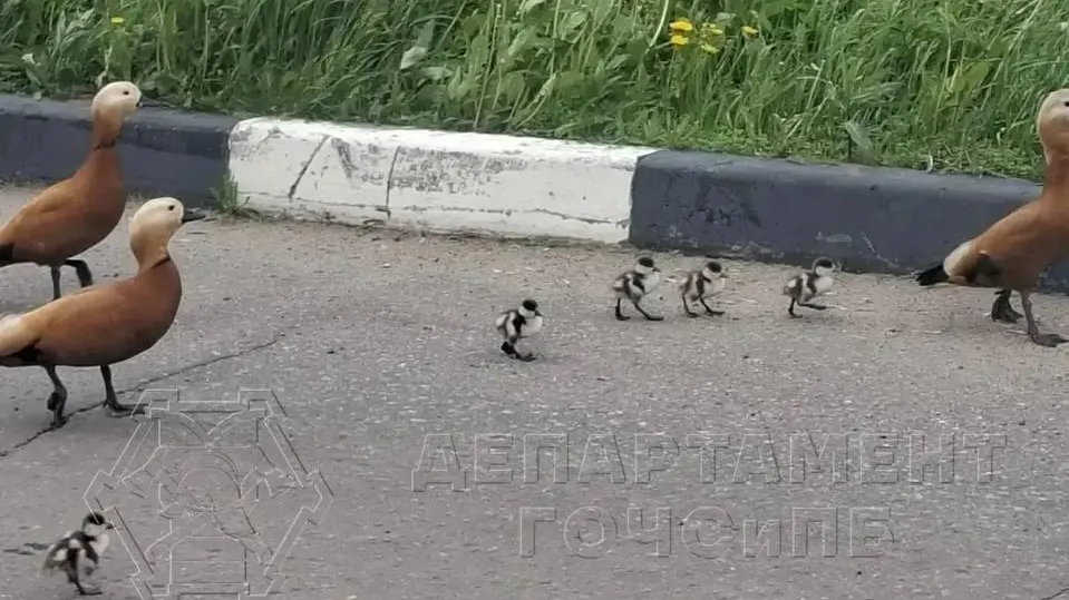 Милота дня: в Москве спасатели вытащили из ливневки 11 утят