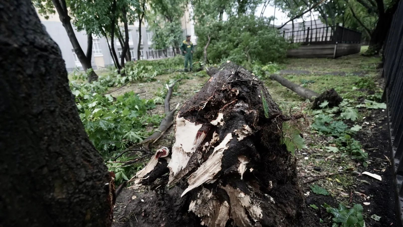 Шквалистый ветер повалил более 100 деревьев в Подмосковье