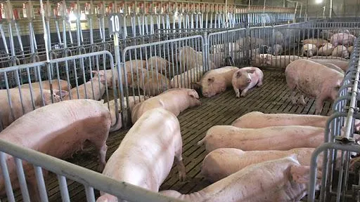 Свиноводческий комплекс округа Зарайск увеличит поголовье на 10%