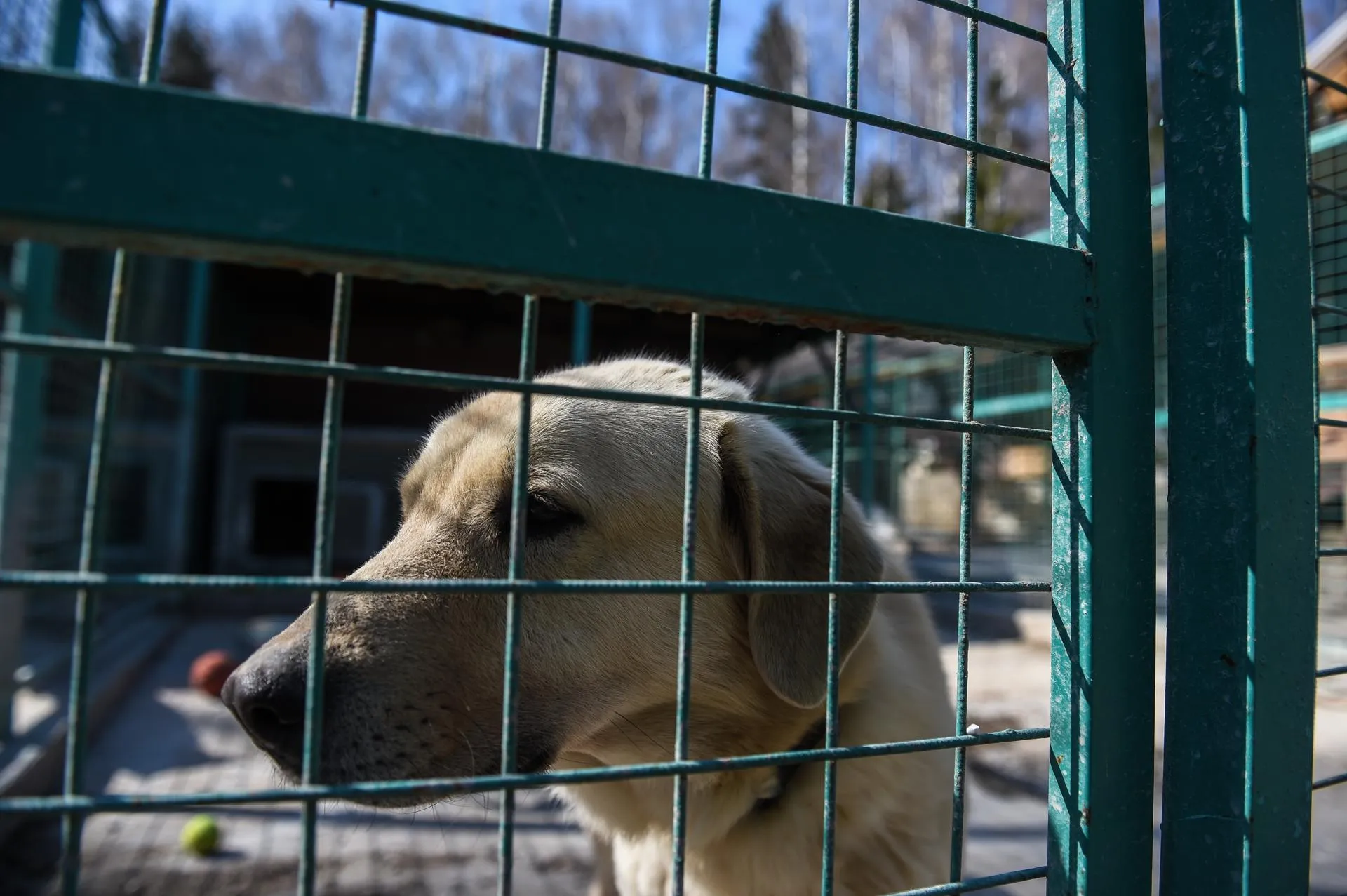 Николай Корешков