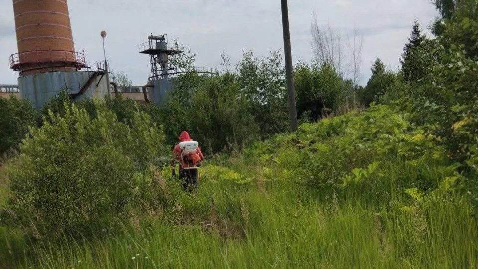 Свыше 90 гектаров территорий обработано от борщевика в Солнечногорске
