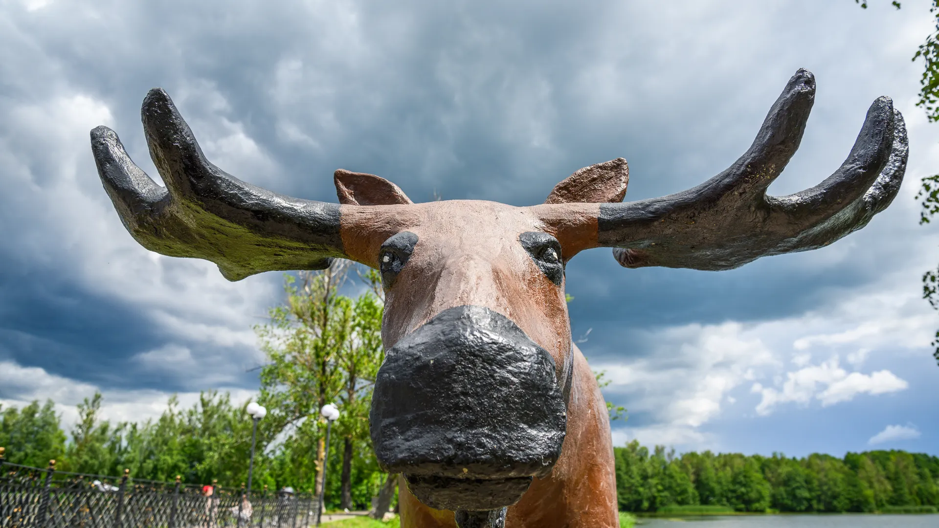 Лось у деревни Крутицы остается под наблюдением