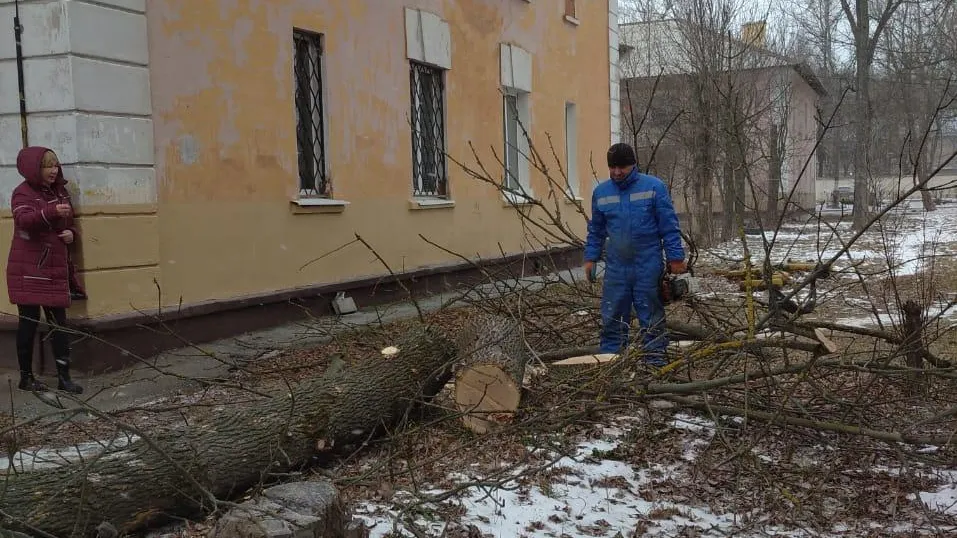 Рабочие спилили сухие деревья возле двух домов в Южном поселке Подольска