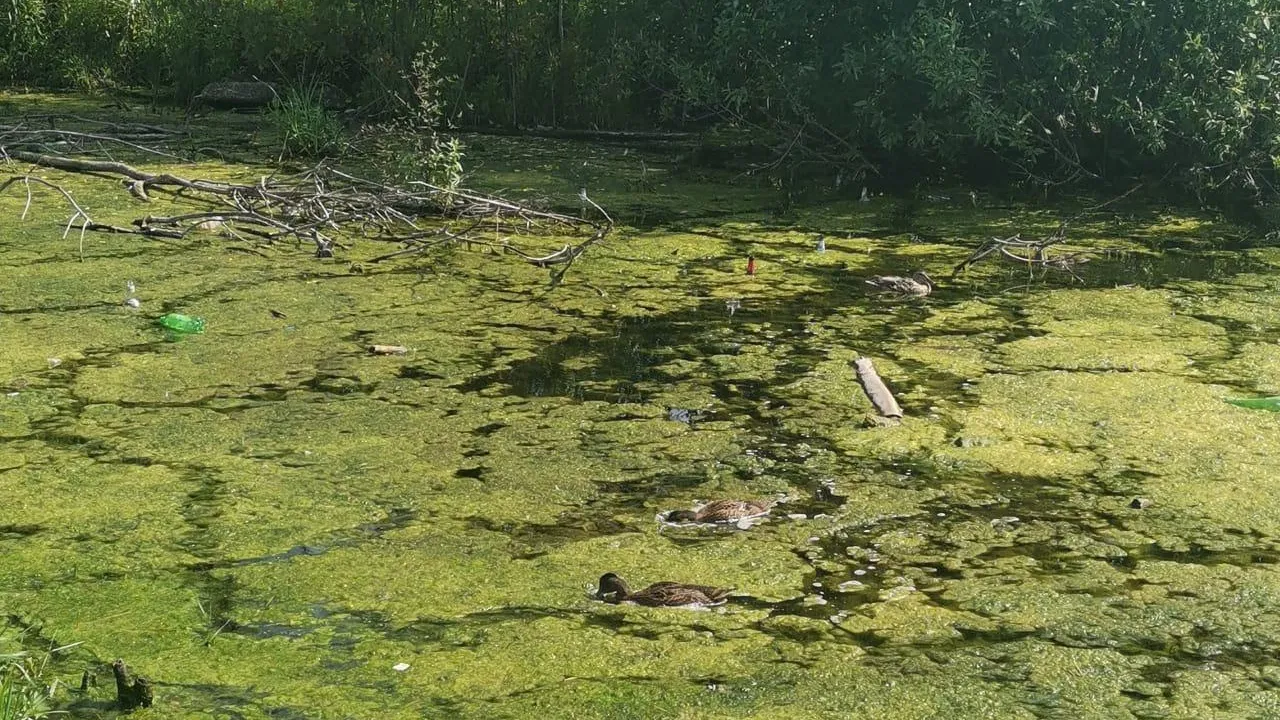 Пять водоемов Подольска могут войти в областную программу по очистке и благоустройству