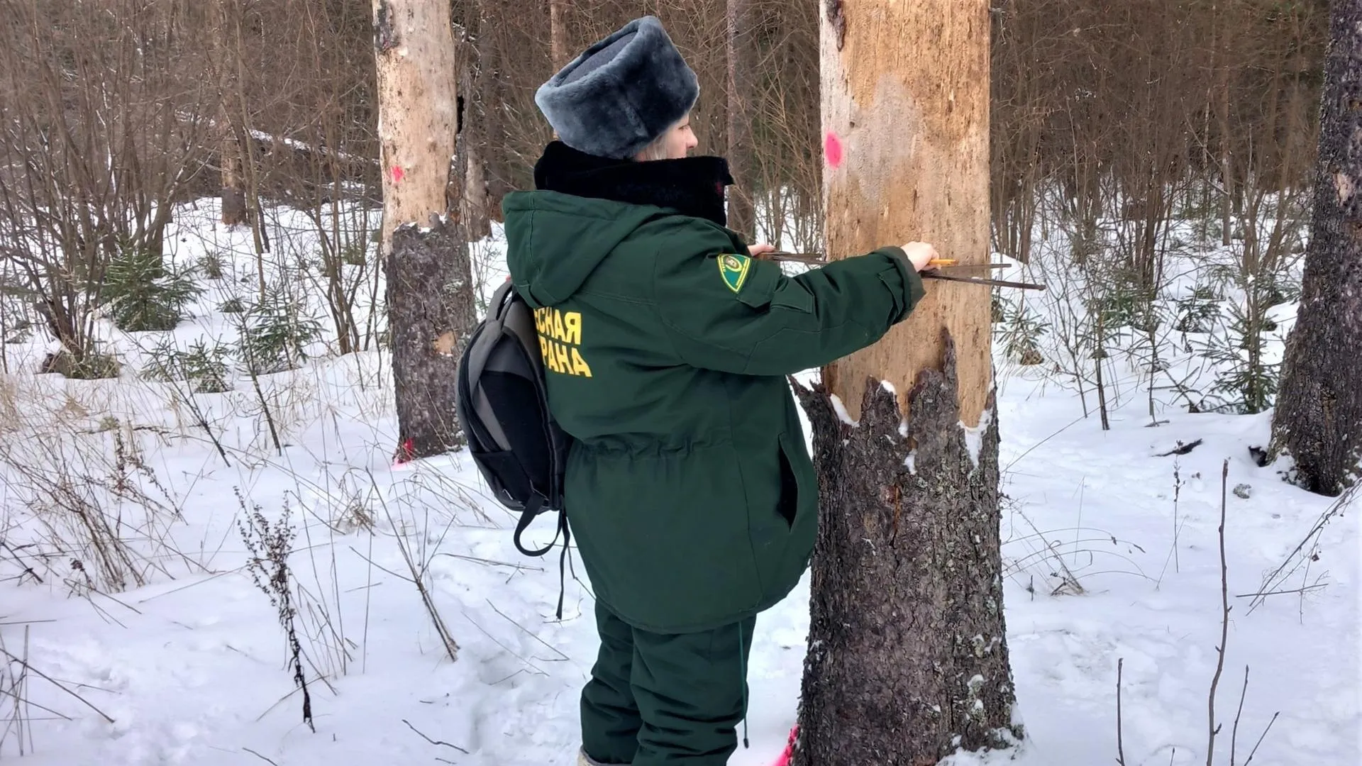В Подмосковье напомнили, как получить разрешение для заготовки дровяной древесины