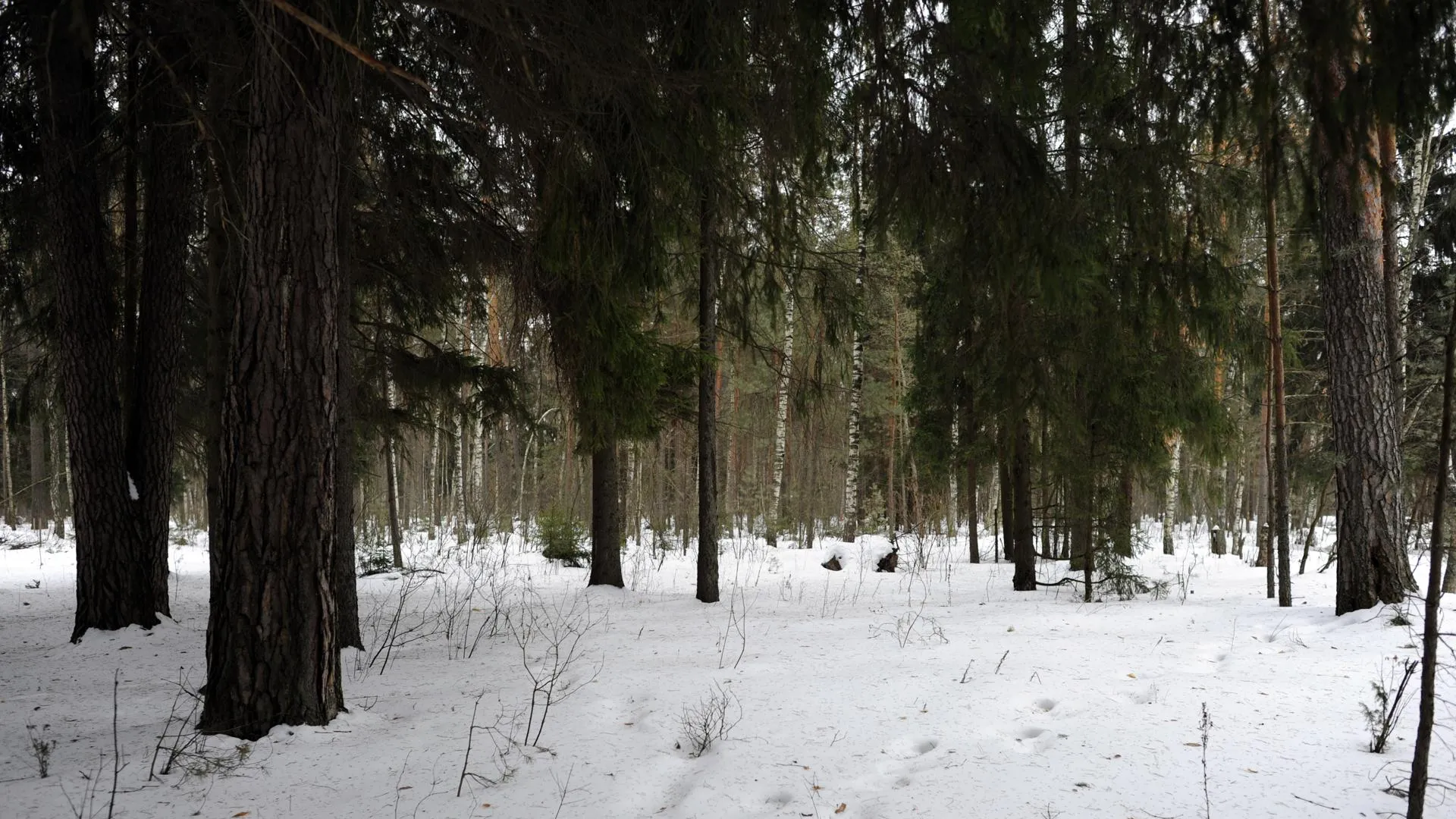 Новый природный заказник появится в Раменском и Богородском округах