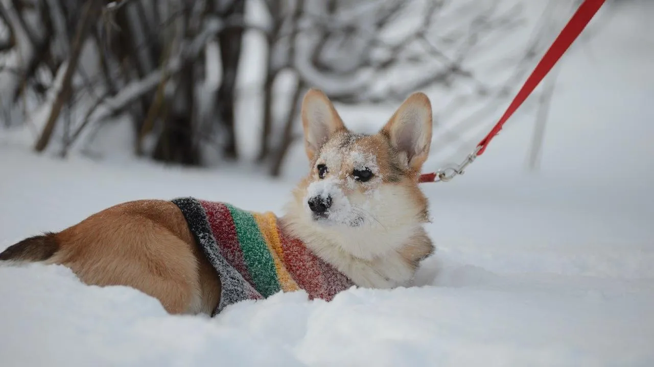 В Коломне 28 февраля пройдет фестиваль «Гав Фест»