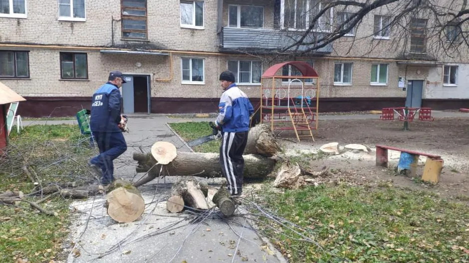 Кроны аварийных деревьев спилили во дворе по улице Школьная в Подольске