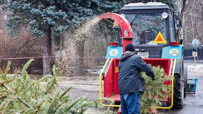 Москвичи сдали на переработку свыше 50 тыс новогодних елок