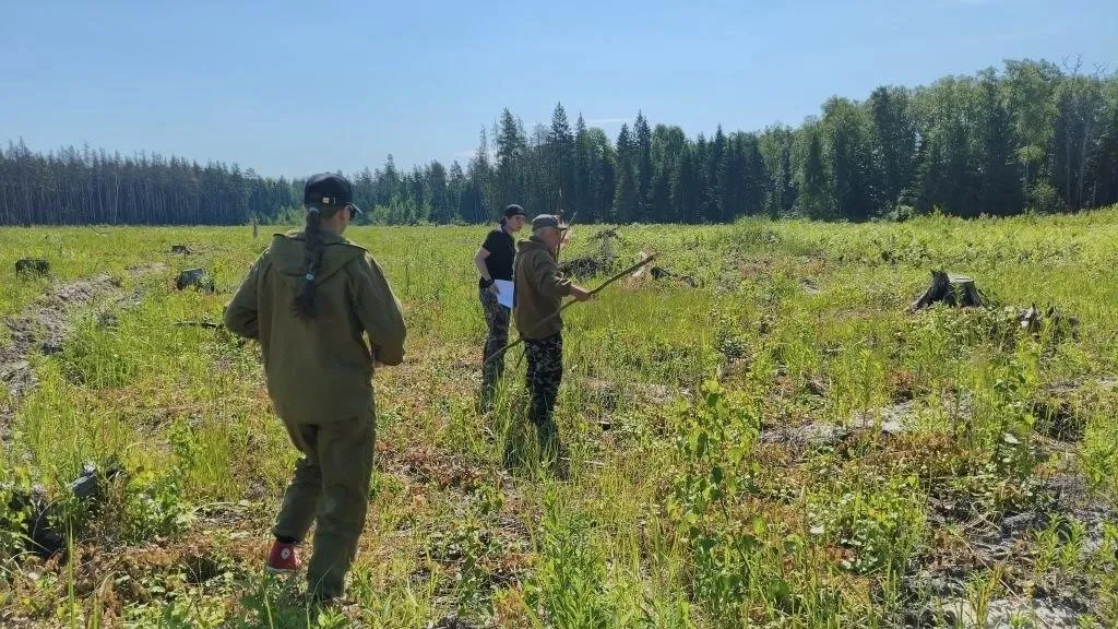 В Орехово-Зуевском округе проверили посадки леса