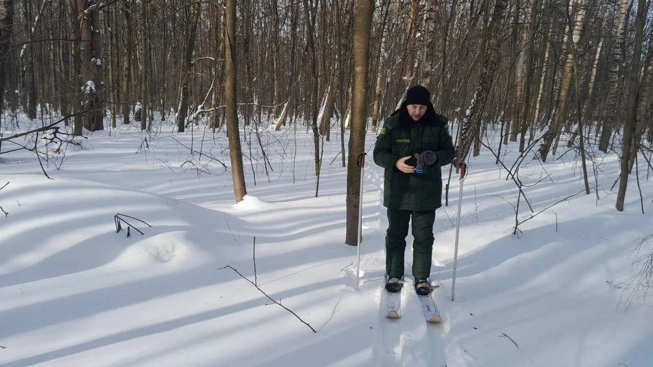 В Подмосковье с начала 2026 года выявили 186 лесных нарушений