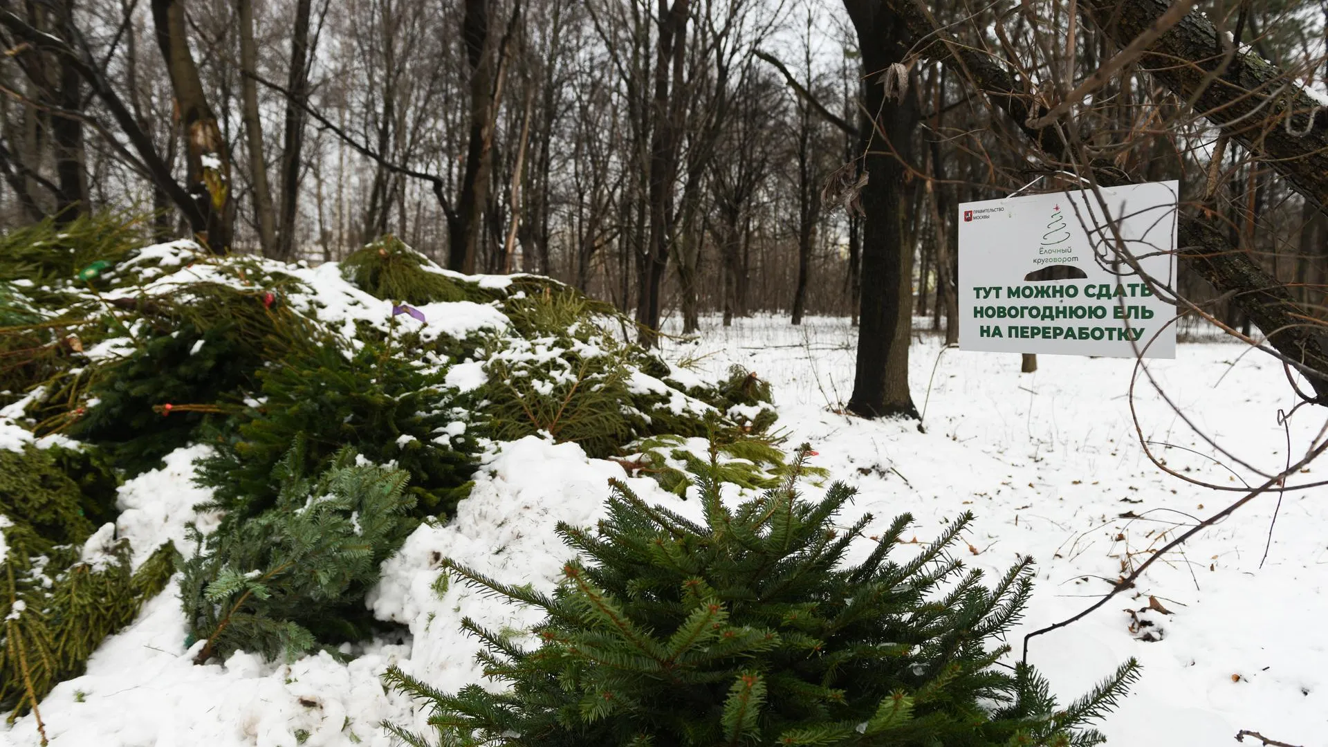 Более 50 кубометров елок собрали и вывезли на переработку в Подольске