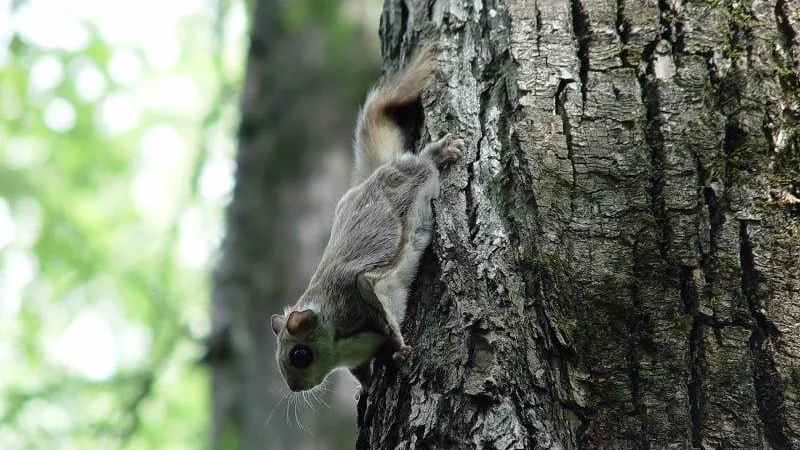 Обыкновенную летягу заметили в новых местах в Подмосковье