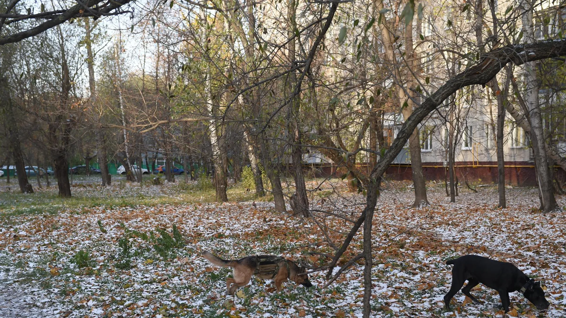 Снежный покров появился на востоке Московской области