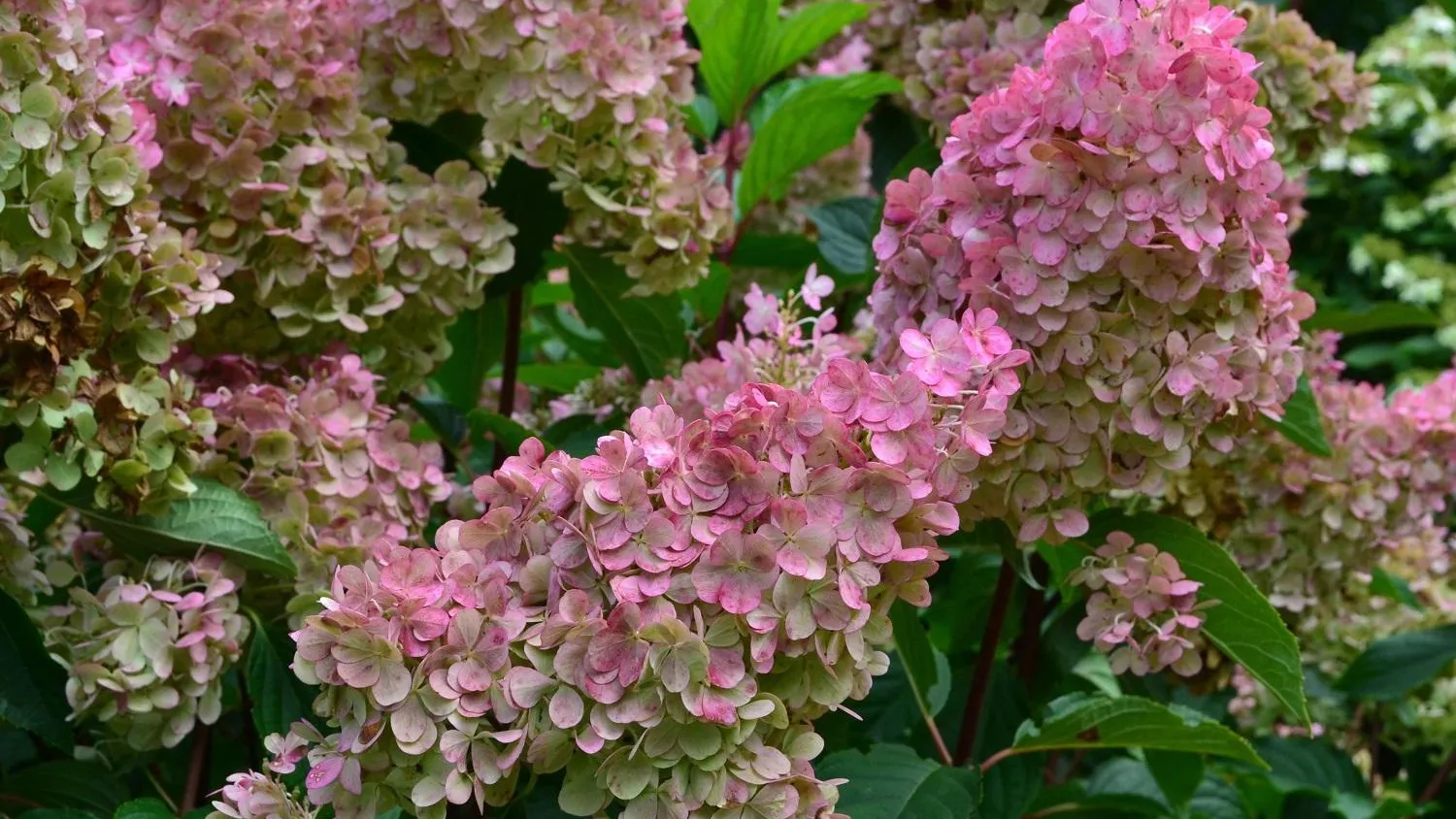 В «Аптекарском огороде» выставят гортензии, выращенные в Московском регионе