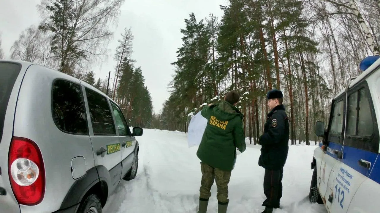 В лесничествах Подмосковья подвели итоги профилактической акции Елочка