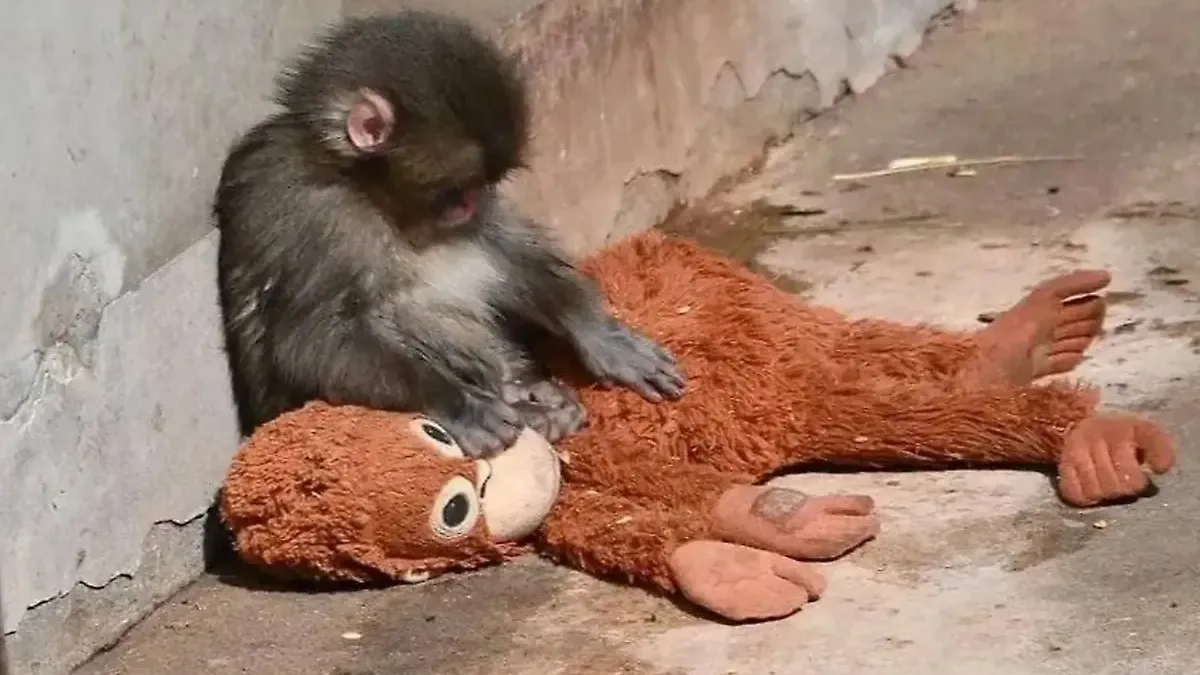 Эмпаты, пристегнитесь: почему весь мир наблюдает за обезьянкой Панчем из японского зоопарка