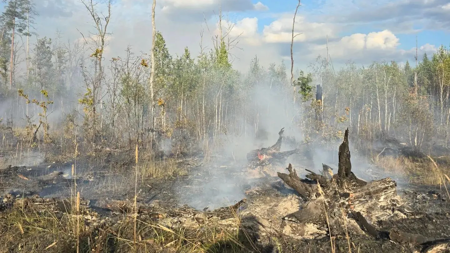 В Луховицах потушили лесной пожар у деревни Ольшаны 20 сентября