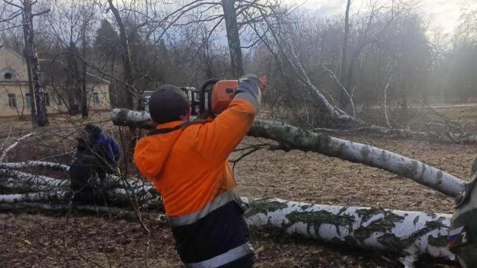 В Шатуре приступили к санитарной и омолаживающей обрезке деревьев