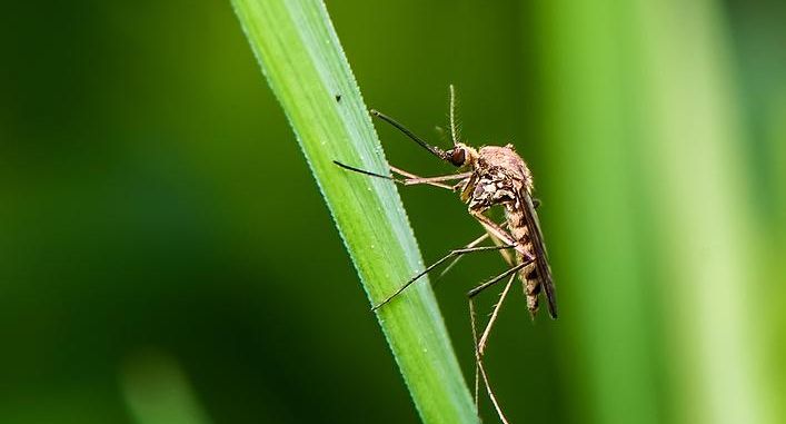 Китай возвращает антиковидные ограничения из-за «комариного» вируса Чикугунья