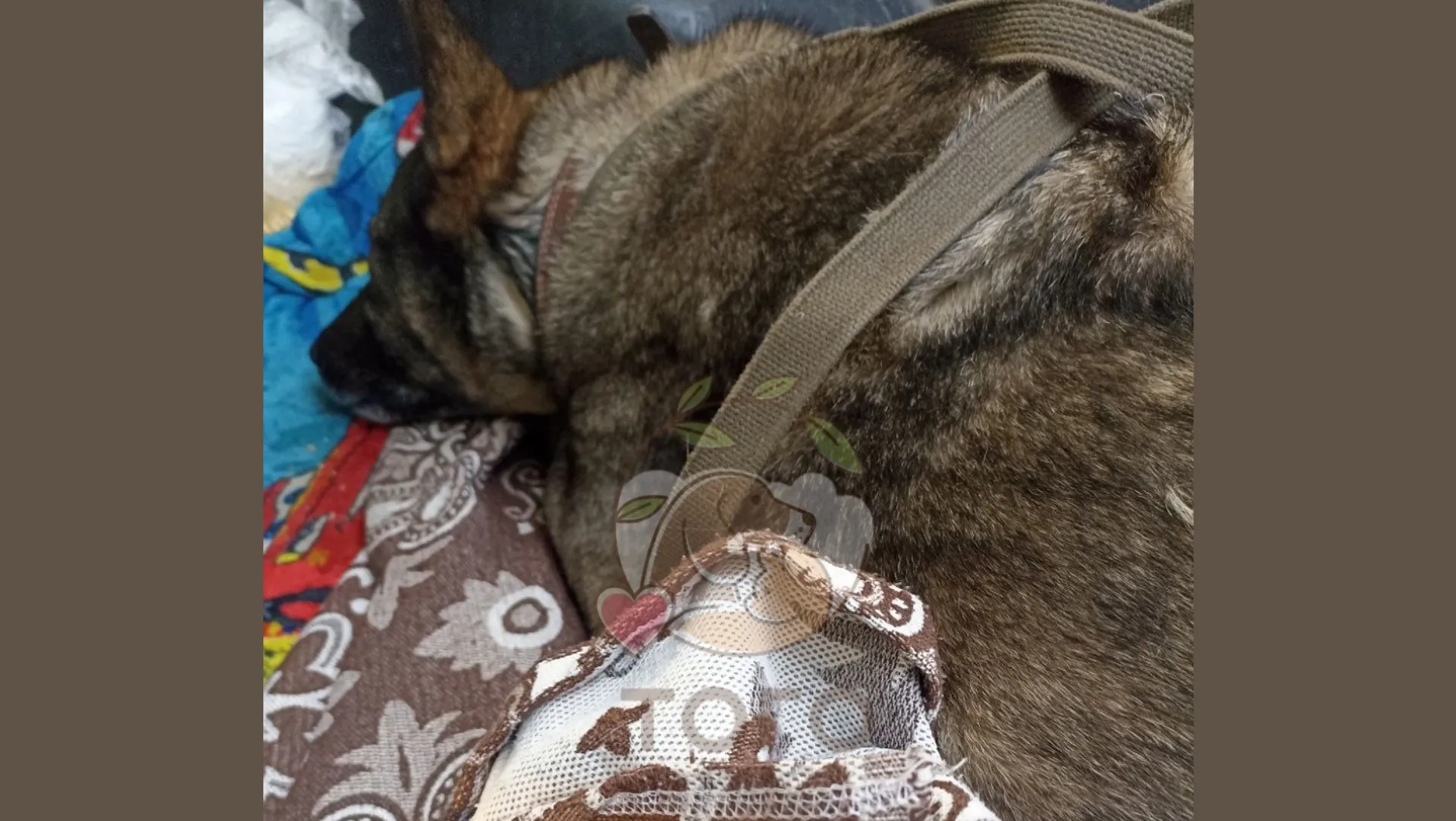 Приют для животных «Того», г. Челябинск / VK