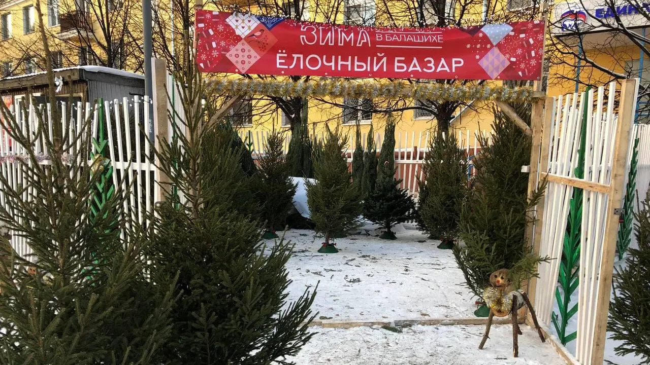 Первые елочные базары открываются в Подмосковье